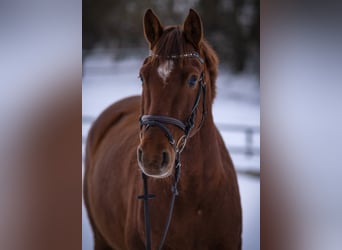 Caballo de Holstein, Caballo castrado, 5 años, 168 cm, Alazán