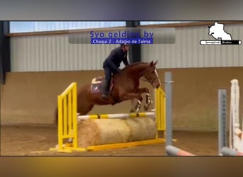 Caballo de Holstein, Caballo castrado, 5 años, 168 cm, Alazán