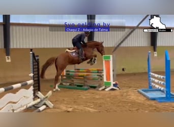 Caballo de Holstein, Caballo castrado, 5 años, 168 cm, Alazán