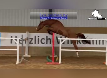 Caballo de Holstein, Caballo castrado, 5 años, 168 cm, Alazán-tostado