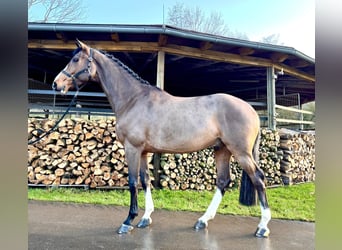 Caballo de Holstein, Caballo castrado, 5 años, 168 cm, Castaño