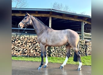 Caballo de Holstein, Caballo castrado, 5 años, 168 cm, Castaño