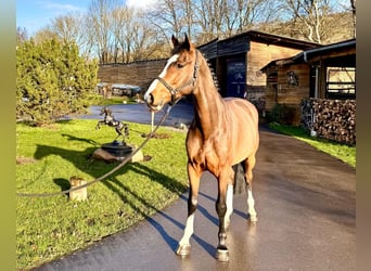 Caballo de Holstein, Caballo castrado, 5 años, 168 cm, Castaño