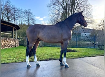 Caballo de Holstein, Caballo castrado, 5 años, 168 cm, Castaño