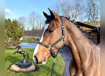 Caballo de Holstein, Caballo castrado, 5 años, 168 cm, Castaño