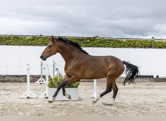 Caballo de Holstein, Caballo castrado, 5 años, 168 cm, Castaño