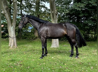 Caballo de Holstein, Caballo castrado, 5 años, 168 cm, Castaño oscuro