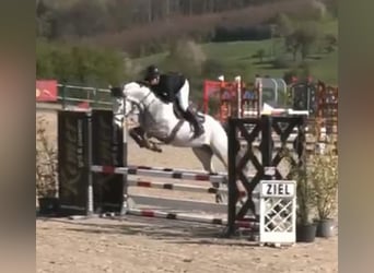 Caballo de Holstein, Caballo castrado, 5 años, 168 cm, Tordo