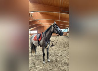 Caballo de Holstein, Caballo castrado, 5 años, 168 cm, Tordo rodado