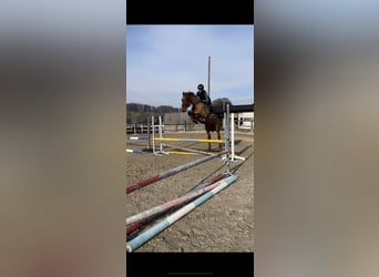 Caballo de Holstein, Caballo castrado, 5 años, 169 cm, Alazán