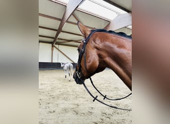 Caballo de Holstein, Caballo castrado, 5 años, 169 cm, Castaño