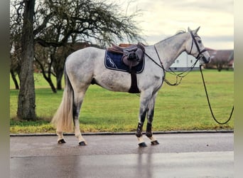 Caballo de Holstein, Caballo castrado, 5 años, 169 cm, Tordo