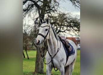 Caballo de Holstein, Caballo castrado, 5 años, 169 cm, Tordo