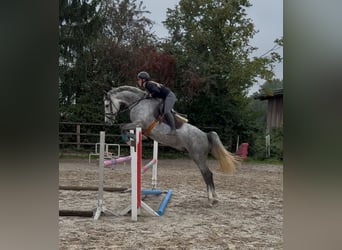 Caballo de Holstein, Caballo castrado, 5 años, 169 cm, Tordo