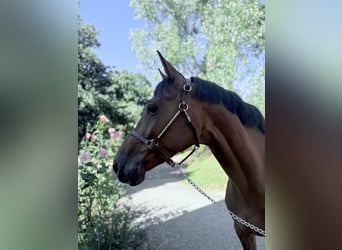Caballo de Holstein, Caballo castrado, 5 años, 170 cm, Alazán-tostado