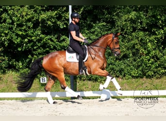 Caballo de Holstein, Caballo castrado, 5 años, 170 cm, Castaño