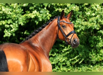 Caballo de Holstein, Caballo castrado, 5 años, 170 cm, Castaño