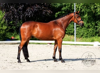 Caballo de Holstein, Caballo castrado, 5 años, 170 cm, Castaño