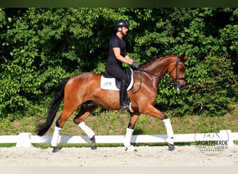 Caballo de Holstein, Caballo castrado, 5 años, 170 cm, Castaño