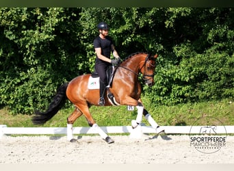 Caballo de Holstein, Caballo castrado, 5 años, 170 cm, Castaño