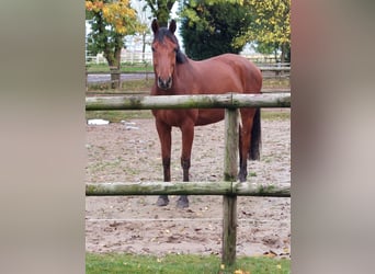 Caballo de Holstein, Caballo castrado, 5 años, 170 cm, Castaño