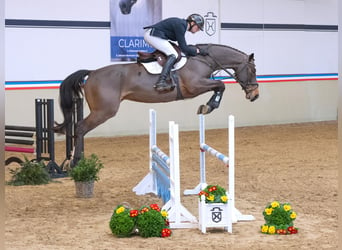 Caballo de Holstein, Caballo castrado, 5 años, 170 cm, Castaño