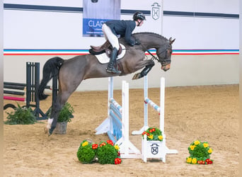 Caballo de Holstein, Caballo castrado, 5 años, 170 cm, Castaño