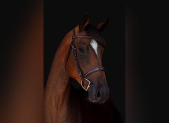Caballo de Holstein, Caballo castrado, 5 años, 170 cm, Castaño