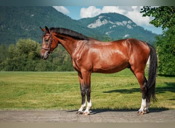 Caballo de Holstein, Caballo castrado, 5 años, 170 cm, Castaño