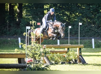 Caballo de Holstein, Caballo castrado, 5 años, 170 cm, Castaño oscuro