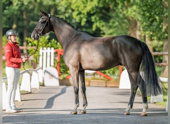 Caballo de Holstein, Caballo castrado, 5 años, 170 cm, Morcillo