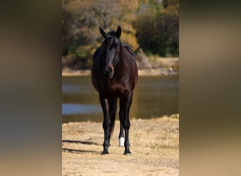 Caballo de Holstein, Caballo castrado, 5 años, 170 cm, Negro