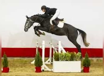 Caballo de Holstein, Caballo castrado, 5 años, 170 cm, Tordillo negro