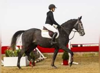 Caballo de Holstein, Caballo castrado, 5 años, 170 cm, Tordillo negro