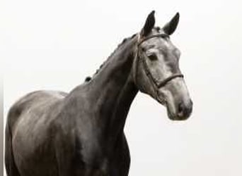 Caballo de Holstein, Caballo castrado, 5 años, 170 cm, Tordillo negro