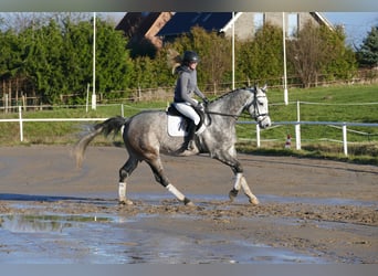 Caballo de Holstein, Caballo castrado, 5 años, 170 cm, Tordo