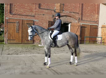 Caballo de Holstein, Caballo castrado, 5 años, 170 cm, Tordo