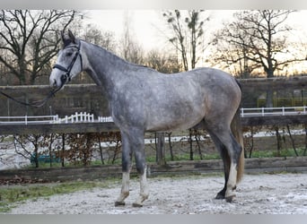 Caballo de Holstein, Caballo castrado, 5 años, 170 cm, Tordo rodado