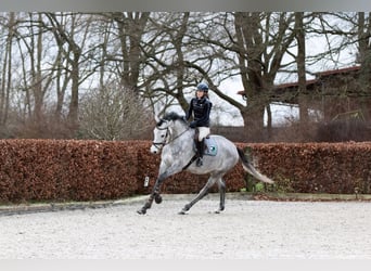 Caballo de Holstein, Caballo castrado, 5 años, 171 cm, Tordo