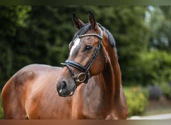 Caballo de Holstein, Caballo castrado, 5 años, 172 cm, Castaño