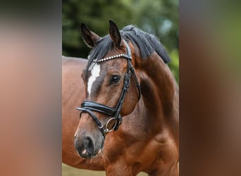 Caballo de Holstein, Caballo castrado, 5 años, 172 cm, Castaño