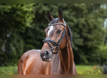 Caballo de Holstein, Caballo castrado, 5 años, 172 cm, Castaño