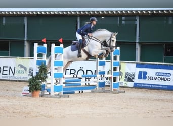 Caballo de Holstein, Caballo castrado, 5 años, 172 cm, Tordo rodado