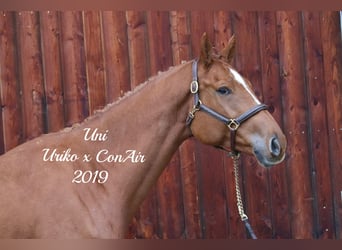 Caballo de Holstein, Caballo castrado, 5 años, 173 cm, Alazán