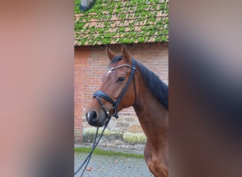 Caballo de Holstein, Caballo castrado, 5 años, 173 cm, Castaño