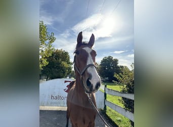 Caballo de Holstein, Caballo castrado, 5 años, 173 cm, Castaño