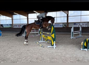 Caballo de Holstein, Caballo castrado, 5 años, 174 cm, Castaño