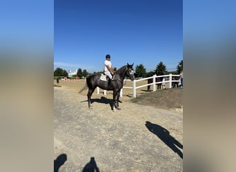 Caballo de Holstein, Caballo castrado, 5 años, 174 cm, Tordo