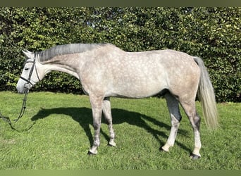 Caballo de Holstein, Caballo castrado, 5 años, 174 cm, Tordo