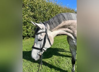 Caballo de Holstein, Caballo castrado, 5 años, 174 cm, Tordo